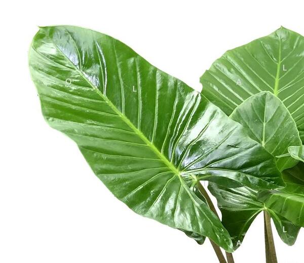 عکس گیاه بابا آدم