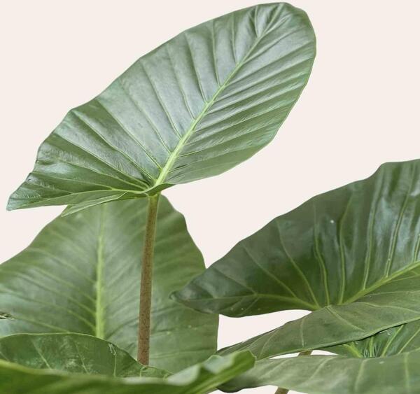عکس گیاه بابا آدم