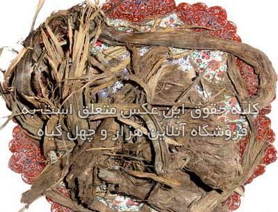 عکس گیاه بابا آدم