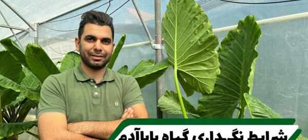 عکس از گیاه بابا ادم
