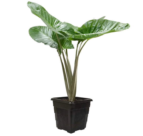 عکس از گیاه بابا ادم