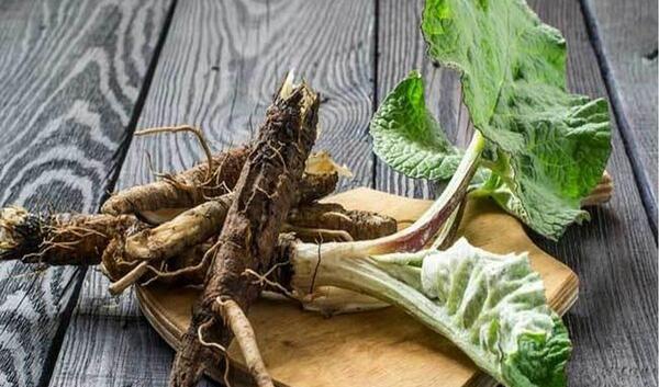 عکس از گیاه بابا ادم