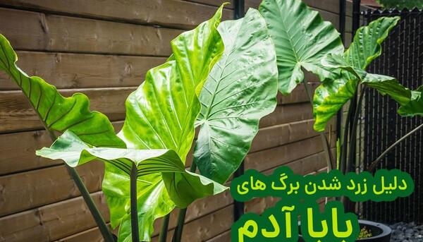 عکس از گیاه بابا ادم
