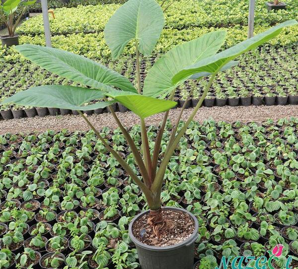 عکس از گیاه بابا ادم