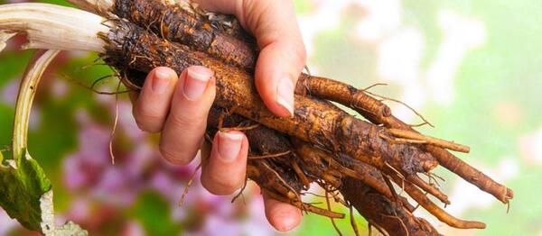 عکس ریشه گیاه بابا آدم