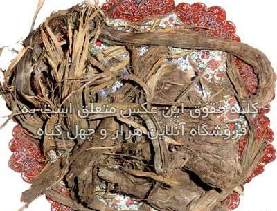 عکس ریشه گیاه بابا آدم