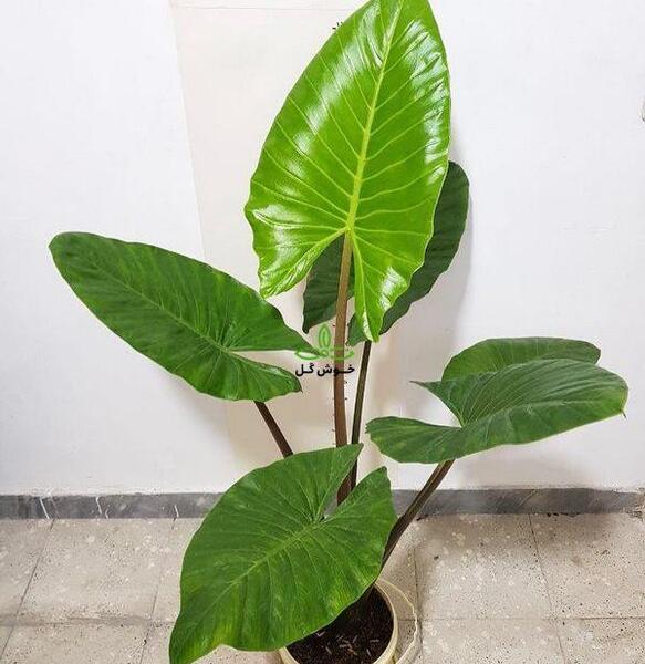 عکس گل گیاه بابا آدم