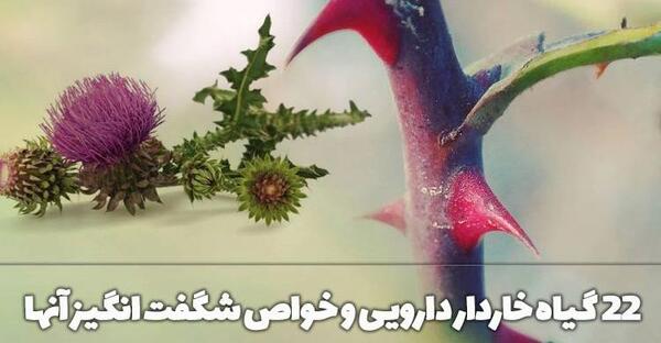 عکس گیاه دارویی بابا آدم