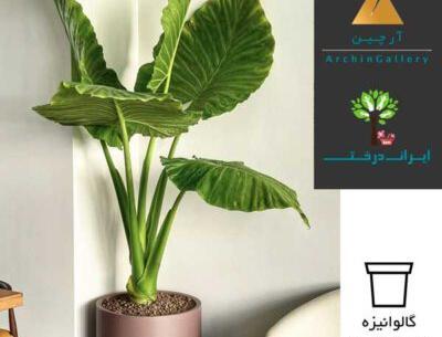 عکس گیاه دارویی بابا آدم