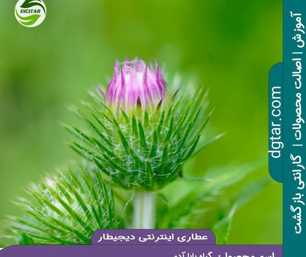 عکس گیاه دارویی بابا آدم