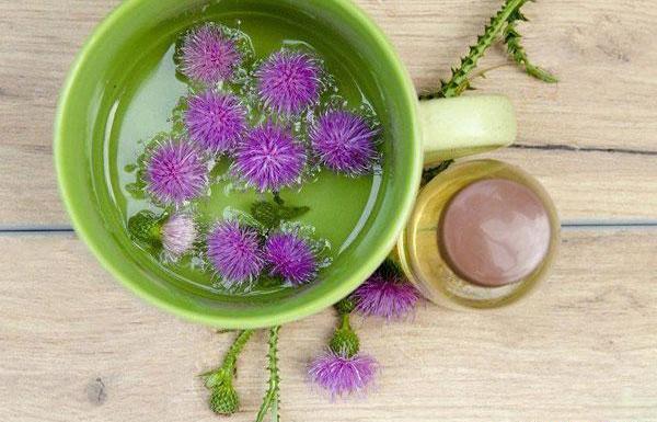 عکس گیاه دارویی بابا آدم