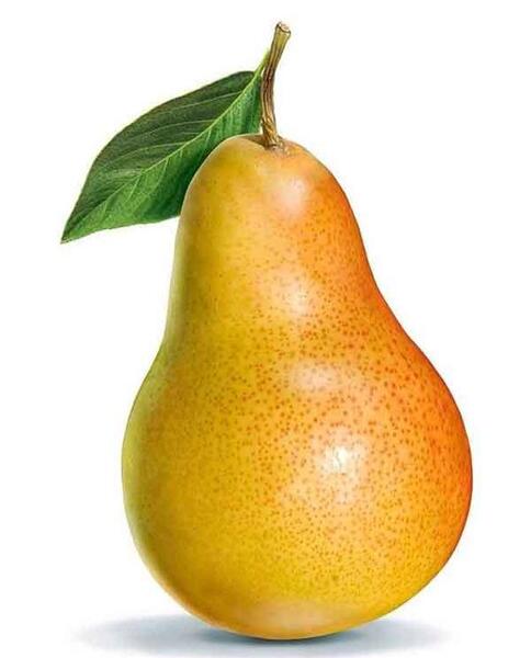 عکس بابا گلابی