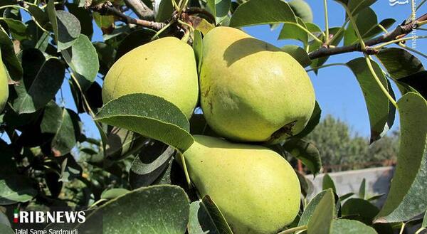 عکس بابا گلابی