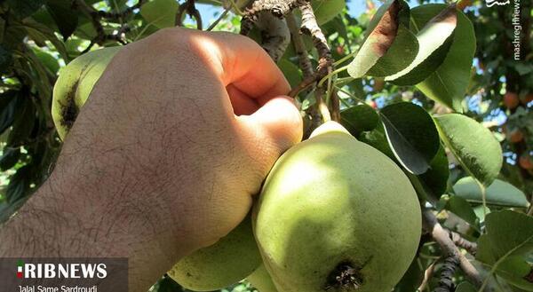 عکس بابا گلابی