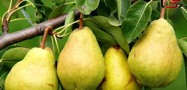 عکس بابا گلابی