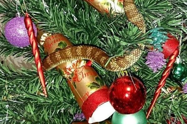 عکس بابانوئل و درخت کریسمس