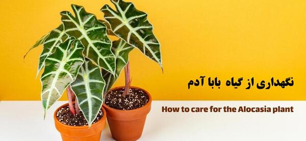 عکس بابا آدم ننه حوا