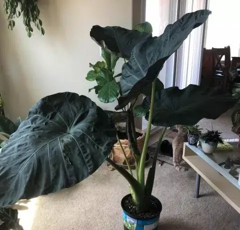 عکس بابا آدم بزرگ