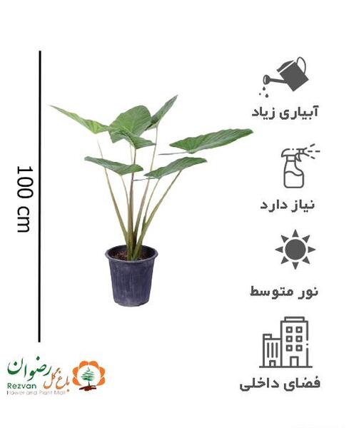 عکس بابا آدم بزرگ