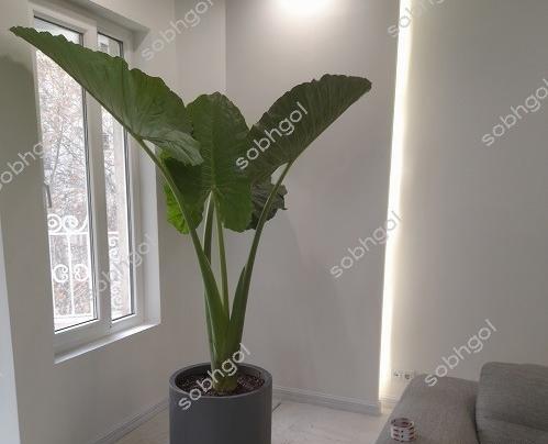 عکس بابا آدم بزرگ