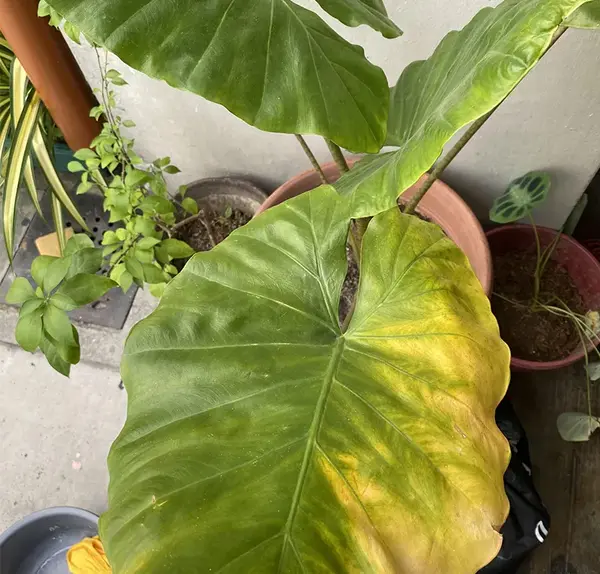 عکس بابا آدم گیاه