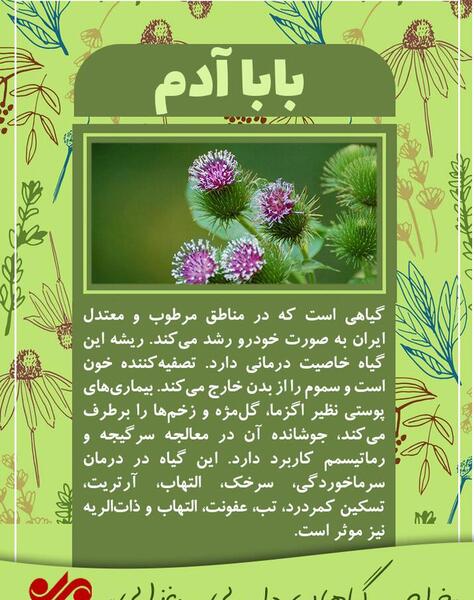 عکس بابا آدم گیاه