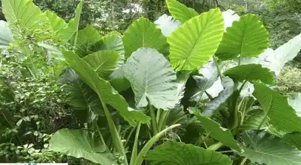 عکس بابا ادم گل