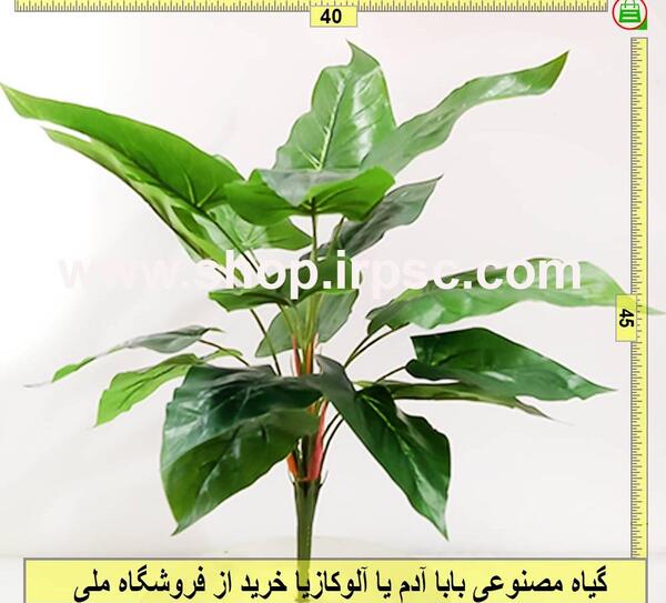 عکس بابا ادم گل