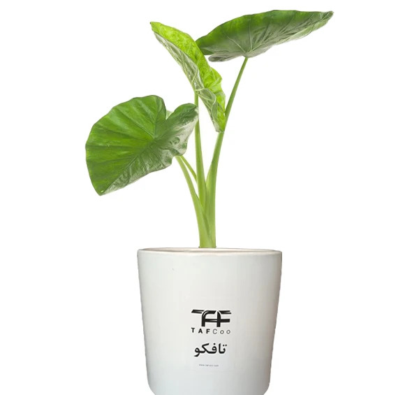عکس بابا ادم گل
