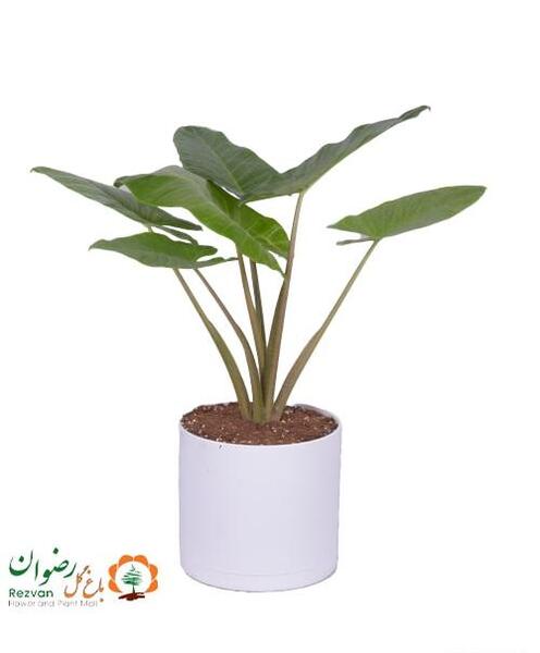 عکس بابا ادم گل