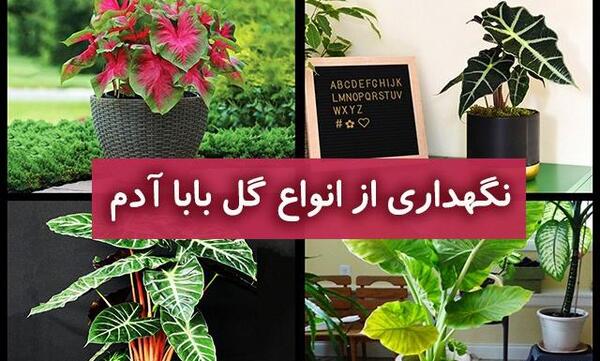 عکس بابا ادم گل