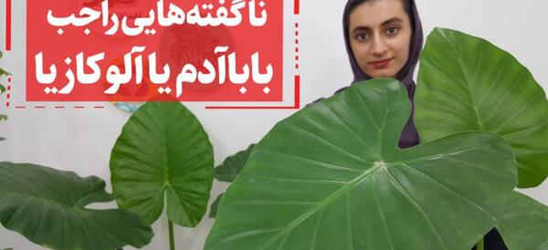 عکس بذر بابا آدم