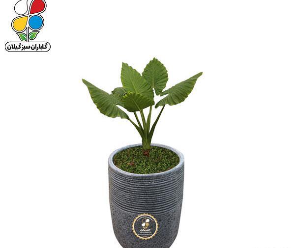 عکس بذر بابا آدم