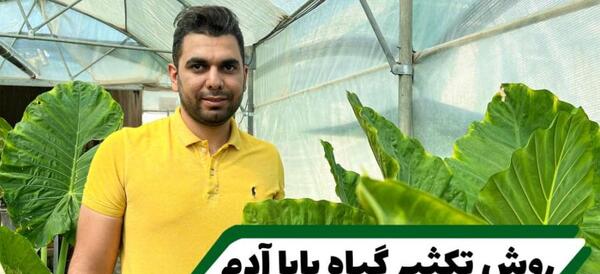 عکس بذر بابا آدم