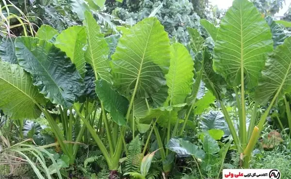 عکسهای گیاه بابا آدم