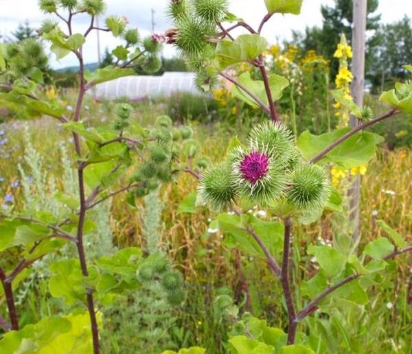 عکسهای گیاه بابا آدم