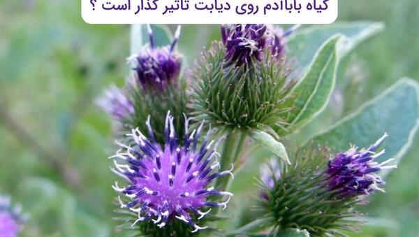 عکسهای گیاه بابا آدم