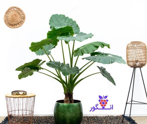 عکسهای گیاه بابا آدم