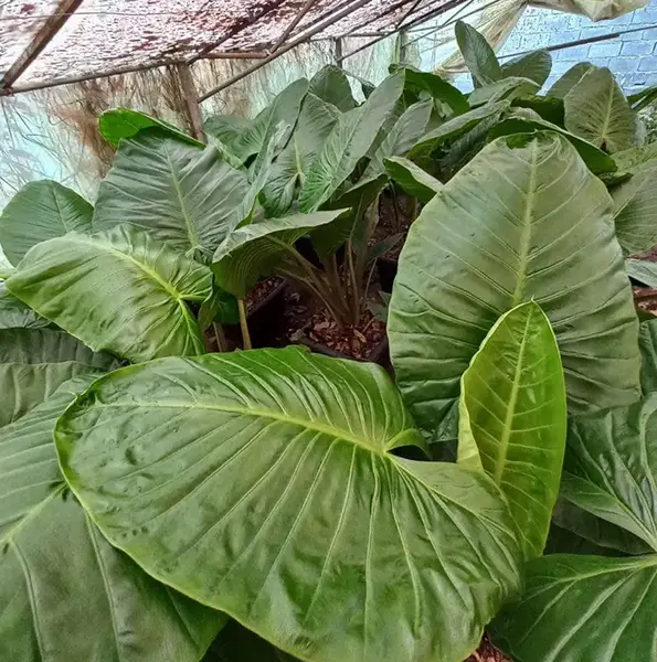 عکس گل بابا آدم بزرگ