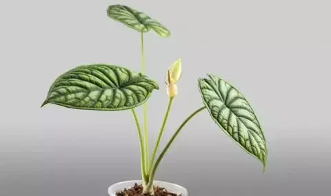 عکس گل بابا آدم بزرگ