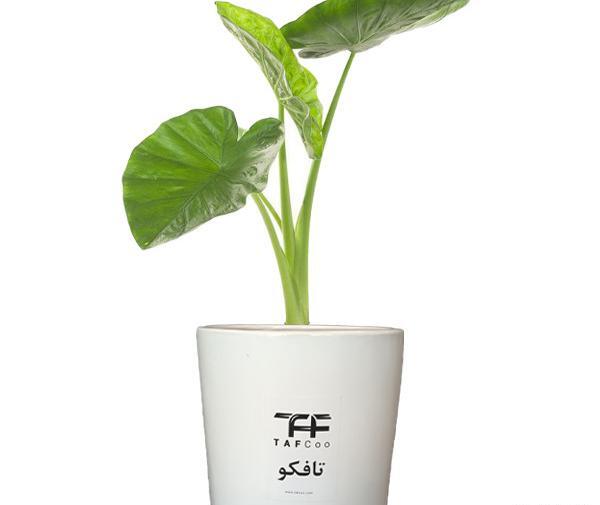 عکس گل بابا آدم بزرگ
