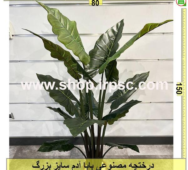 عکس گل بابا آدم بزرگ