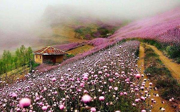 عکس هایی از بهار طبیعت