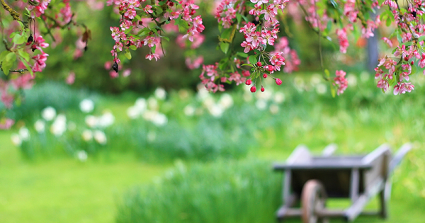 عکس هایی از بهار طبیعت