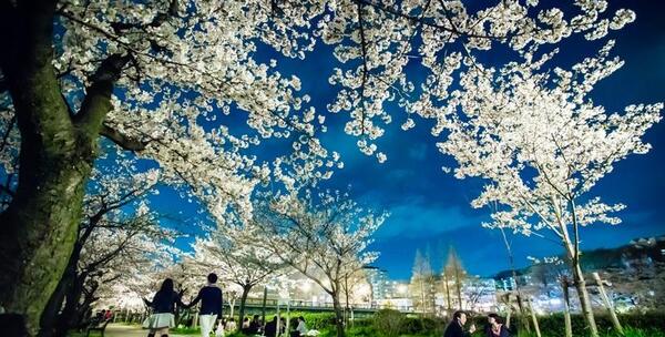 عکس هایی از بهار طبیعت