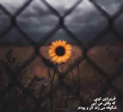 عکس آرسام خر