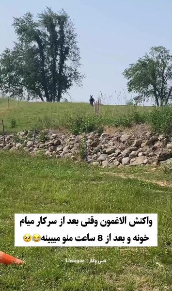 عکس آرسام خر