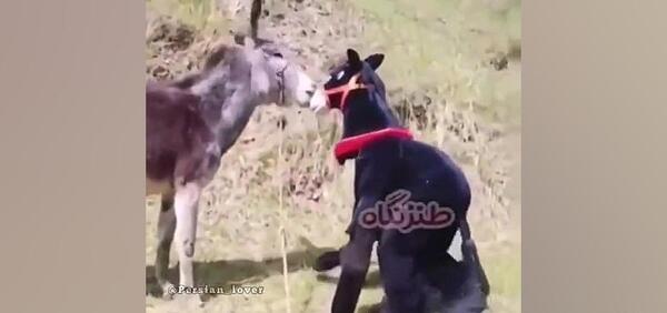 عکس آرسام خر
