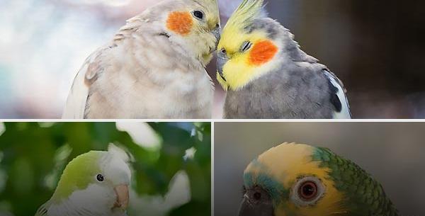 عکس پرنده های آزاد
