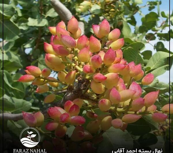 عکس احمد آقایی